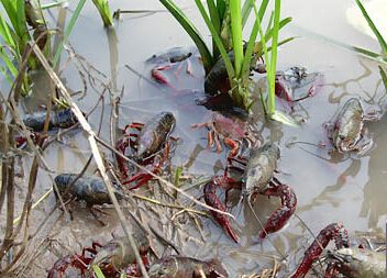 【砥礪奮進的五年】稻田養蝦，江蘇東海縣農民玩轉立體農業