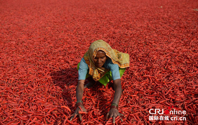 印度农场工人晾晒辣椒 宛如脚踏红色地毯