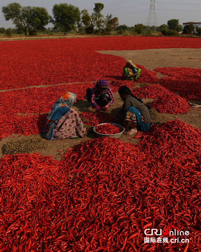 印度农场工人晾晒辣椒 宛如脚踏红色地毯