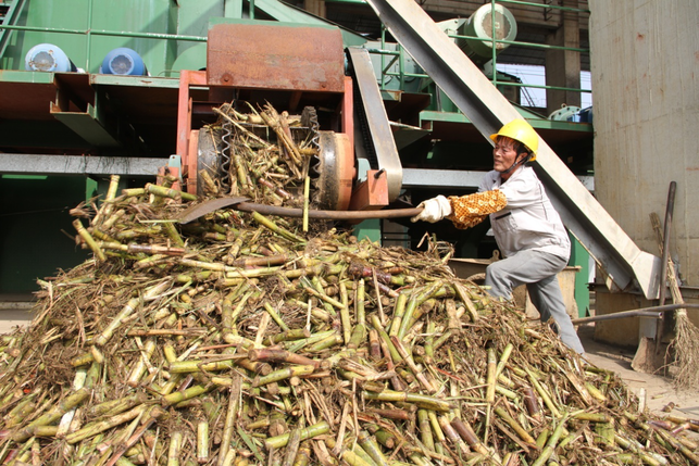 來賓市興賓區：榨季進廠糖料蔗已達382.7萬噸