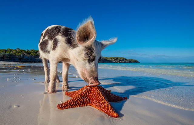 巴哈馬小豬的幸福生活：游泳曬太陽 不愁吃喝