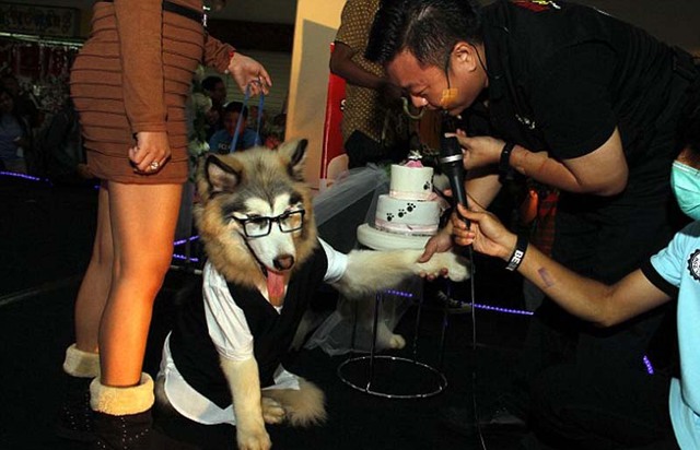 印尼两只宠物狗举行婚礼 100多人观礼