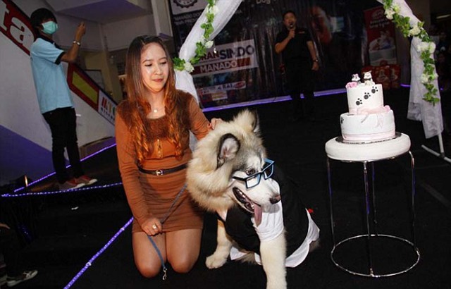 印尼两只宠物狗举行婚礼 100多人观礼