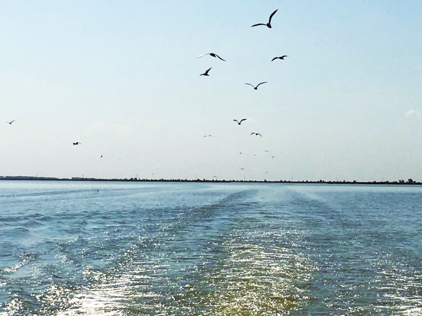 生態查幹湖 鳥兒棲息地