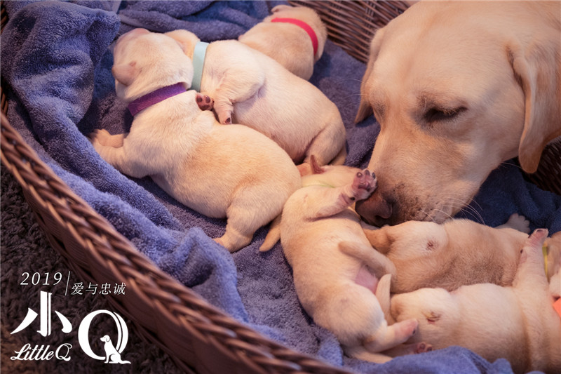 《小q》首曝概念海报 极致治愈再现导盲犬爱与忠诚