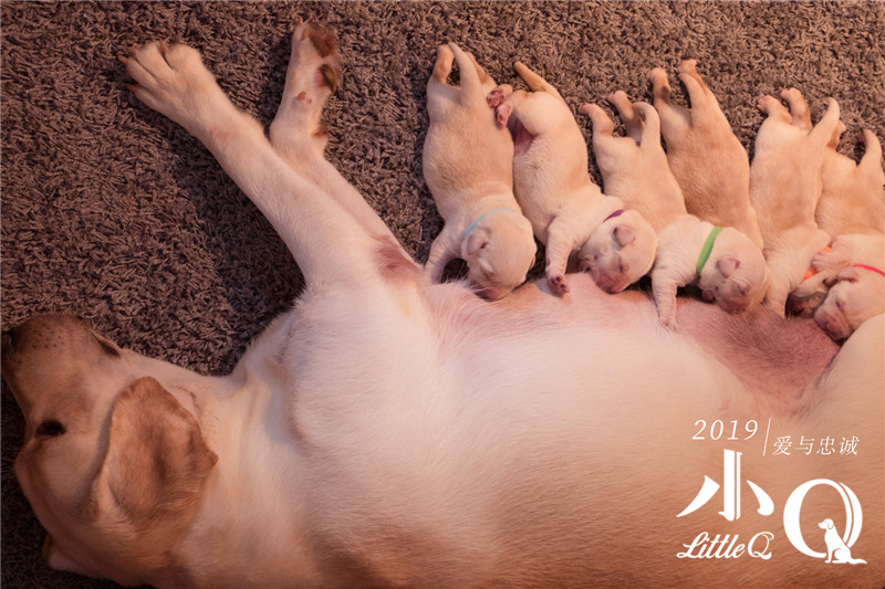 《小q》首曝概念海报 极致治愈再现导盲犬爱与忠诚