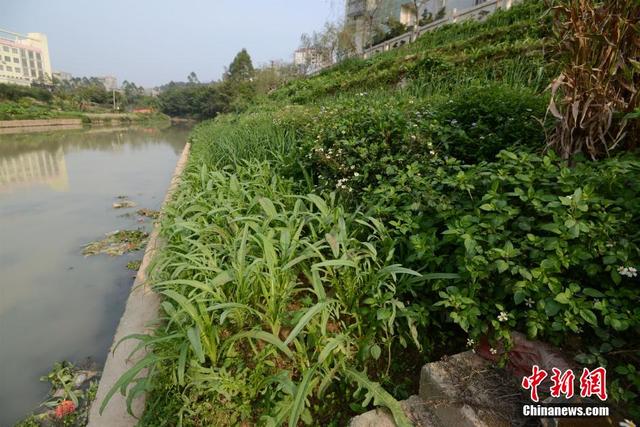 廣西陸川河道被開墾成菜地