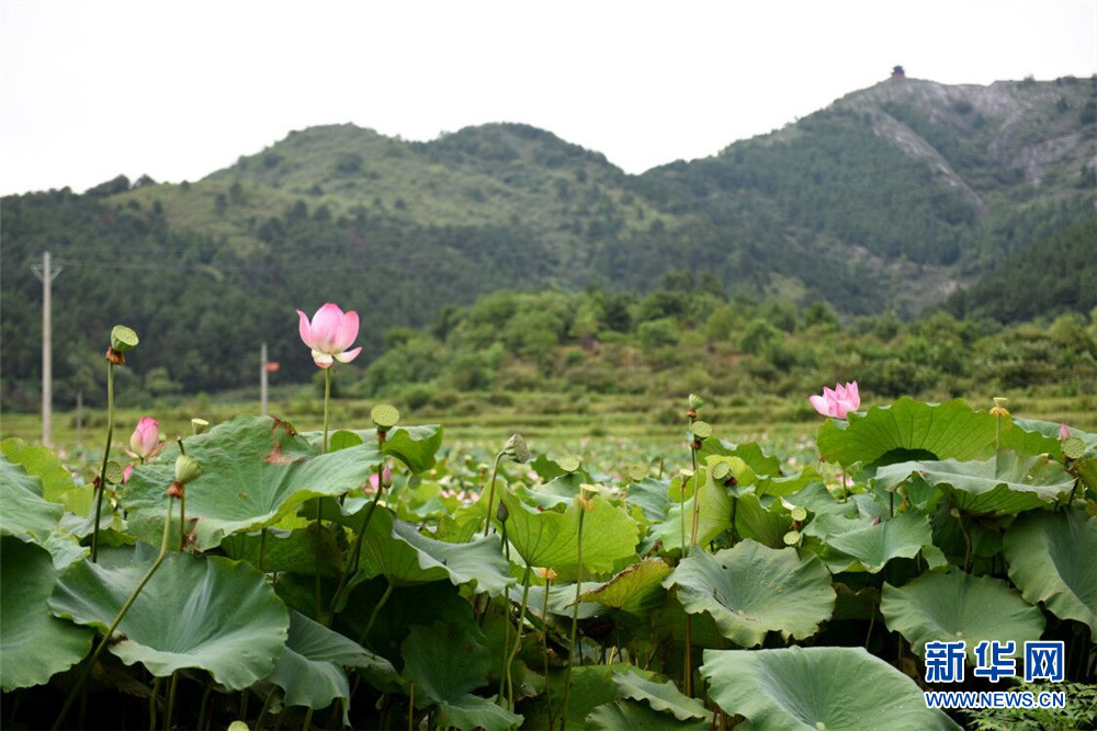 文旅融合 “李白”助推湖北安陆乡村振兴