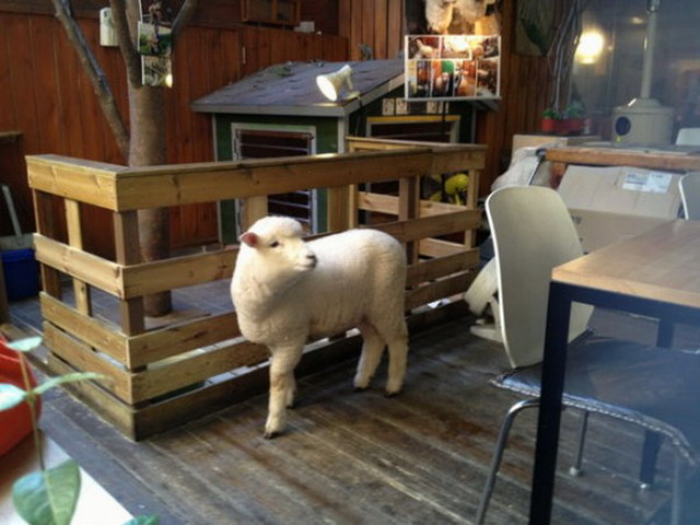羊年到来 韩国绵羊咖啡馆受追捧