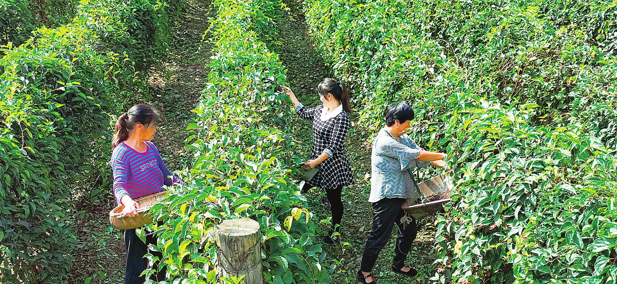 白山市因地制宜調整農村種植結構