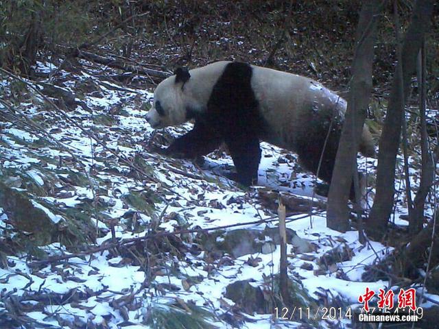 追蹤拍攝珍稀動物“秦嶺四寶”