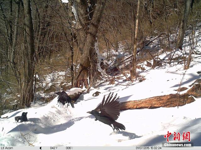 追蹤拍攝珍稀動物“秦嶺四寶”