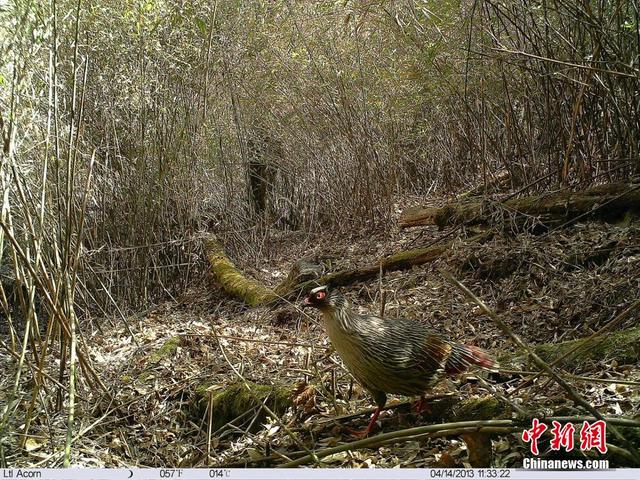 追蹤拍攝珍稀動物“秦嶺四寶”