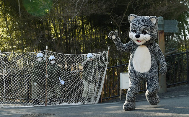 日本動物園舉行動物逃逸應急演習 飼養員扮蠢萌雪豹