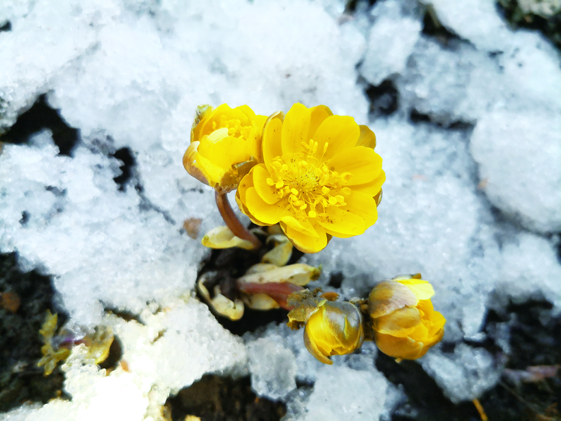 長春凈月潭冰淩花傲然開放 盛花期在3月末