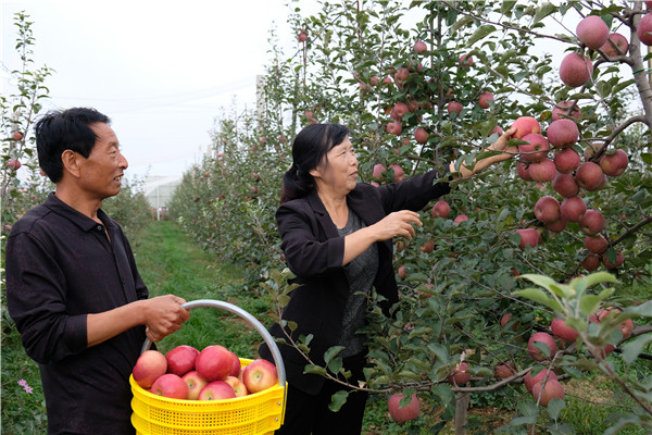 【有修改】【加急】图观洛川苹果产业链：金字招牌映红果农幸福脸