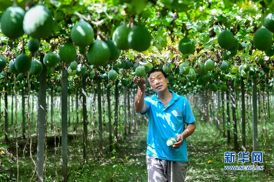 【轮播图】河南罗山：订单式农业帮助群众脱贫致富