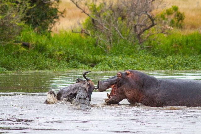 南非河中爆发动物大战 河马帮鳄鱼杀戮牛羚