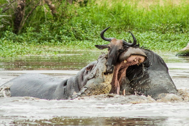 南非河中爆发动物大战 河马帮鳄鱼杀戮牛羚
