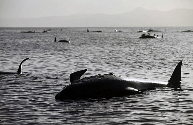 新西蘭海灘198頭鯨魚擱淺 已有50頭死亡