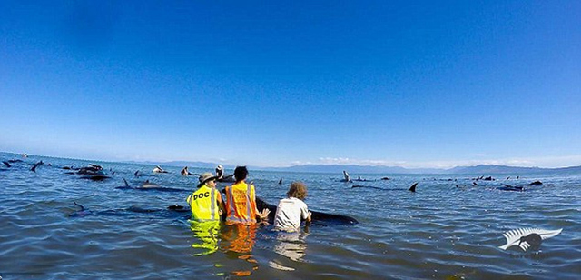 新西蘭海灘198頭鯨魚擱淺 已有50頭死亡