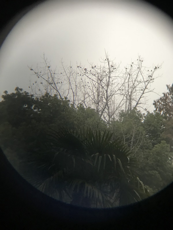 上海植物園大群灰椋鳥“歸林” 人與自然咫尺間