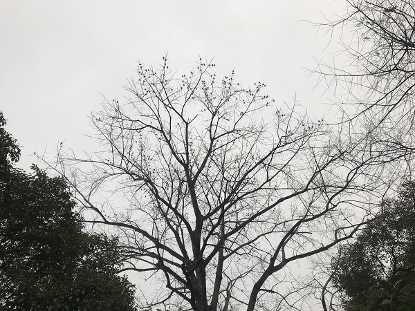 上海植物園大群灰椋鳥“歸林” 人與自然咫尺間