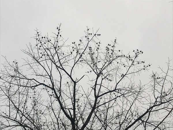 上海植物园大群灰椋鸟“归林” 人与自然咫尺间