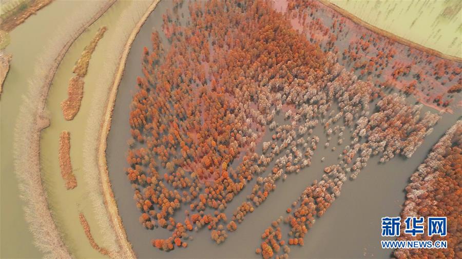 安徽来安：池杉绘就美丽画卷