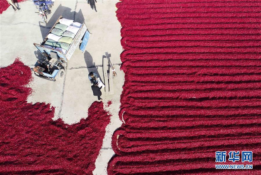 河北玉田：冬日辣椒采收晾晒忙