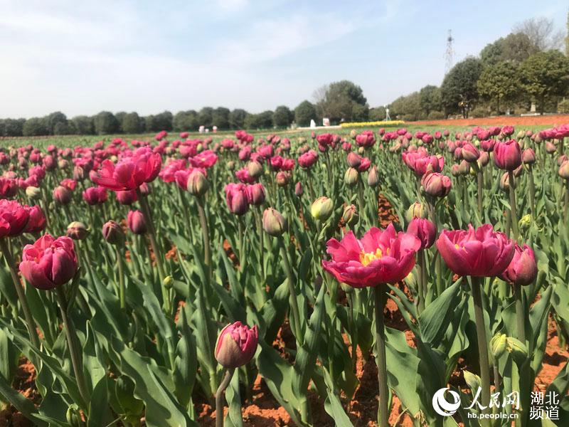 湖北咸寧百萬鬱金香綻放 苗圃變景區帶動農民致富