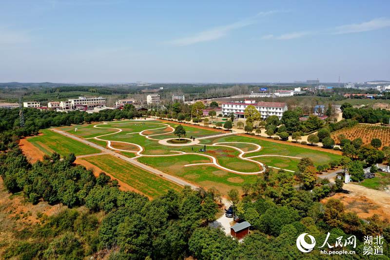 湖北咸寧百萬鬱金香綻放 苗圃變景區帶動農民致富