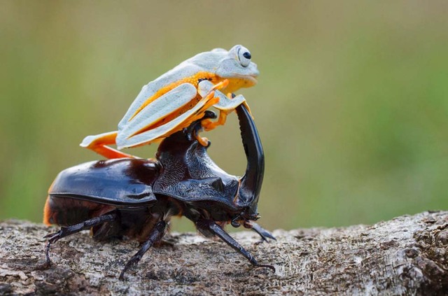 印尼攝影師抓拍青蛙騎甲蟲搞笑場景