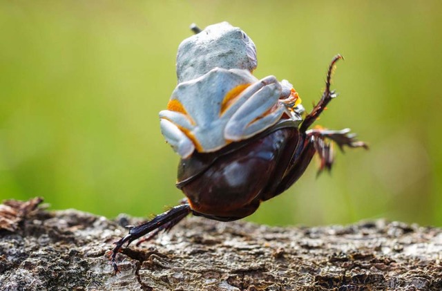 印尼攝影師抓拍青蛙騎甲蟲搞笑場景