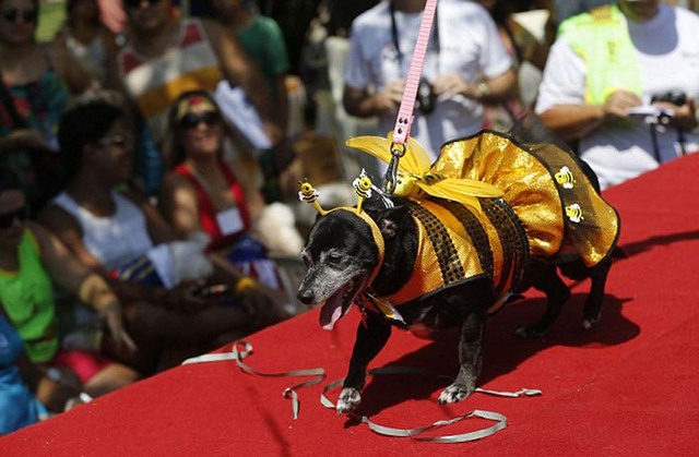 萌狗穿短裙系领结参加巴西动物狂欢节