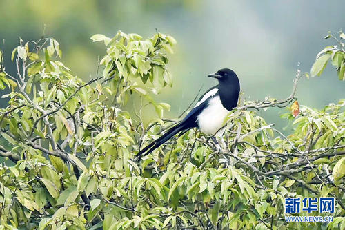 नीलकण्ड