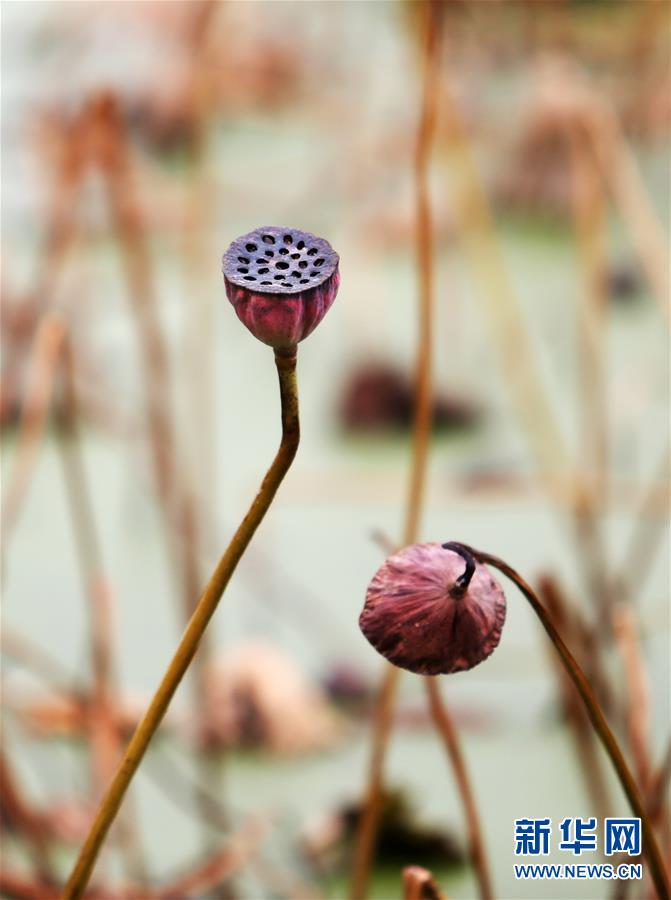 山东：初冬残荷水墨韵