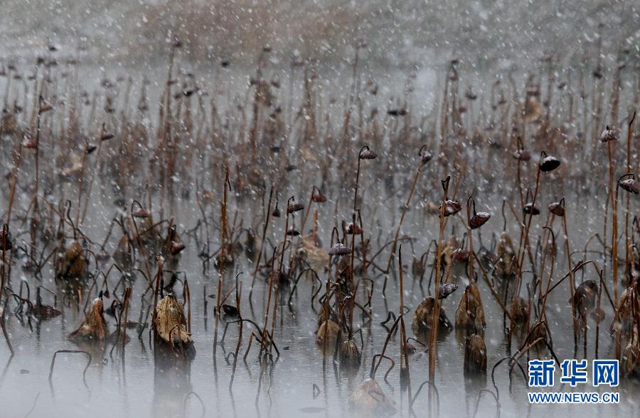 山东：初冬残荷水墨韵