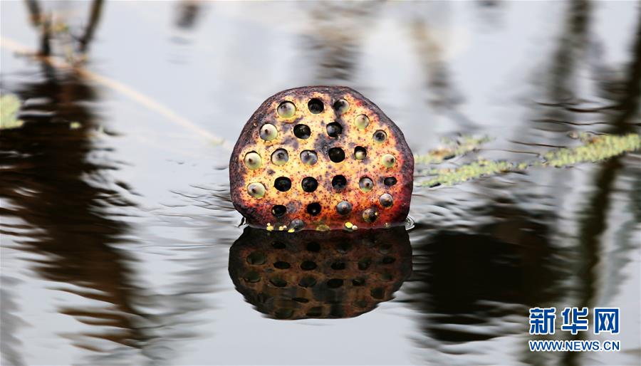 山东：初冬残荷水墨韵