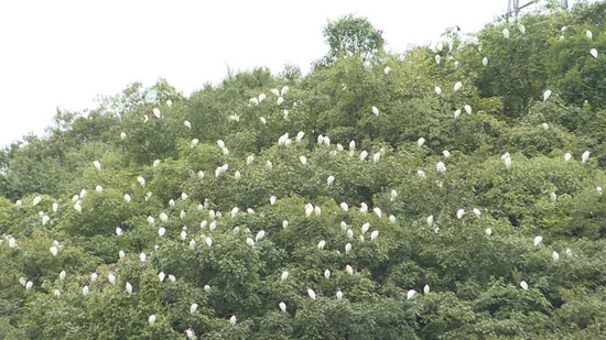 貴州長順：好生態引來千隻白鷺棲息