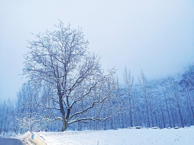 【中原名景-圖片】初雪塑造銀裝新世界