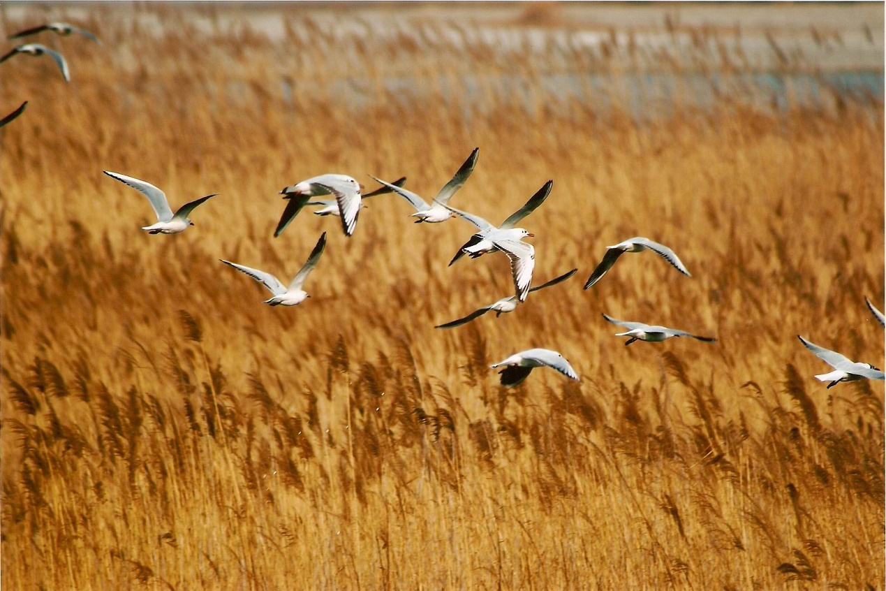 图片默认标题_fororder_图片17