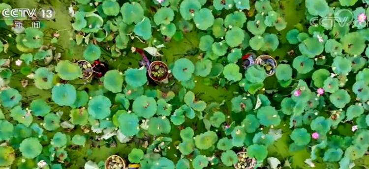 “中国农民丰收节”| 大江南北 红黄绿橙勾勒出最美丰收中国