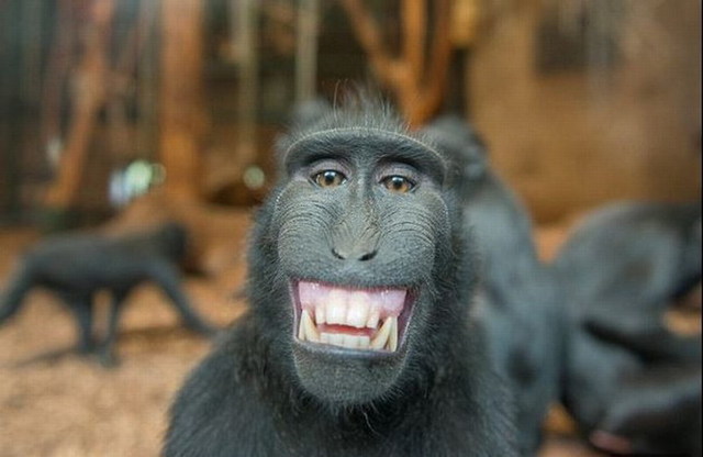 笑一笑心情好 盘点动物界的“表情帝”