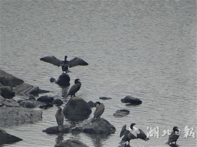 候鸟迁飞“先锋部队”陆续抵达湖北