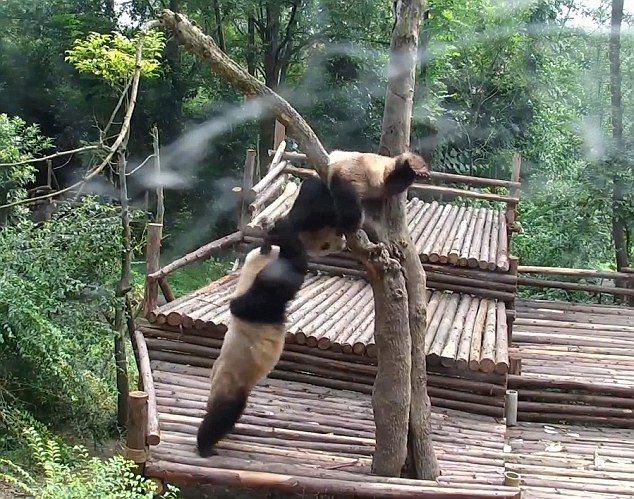 视频捕捉到四川熊猫宝宝打群架罕见场景