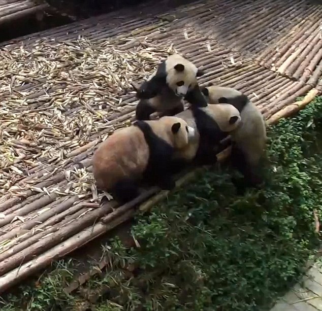 视频捕捉到四川熊猫宝宝打群架罕见场景
