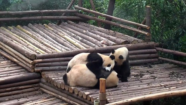 视频捕捉到四川熊猫宝宝打群架罕见场景