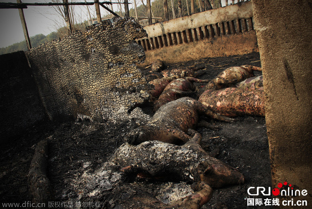 安徽肥东一养猪场突发大火 300多头猪葬身火海