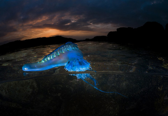 英國攝影師舍命拍攝海洋致命水母神秘光彩